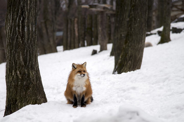 Red Fox in the snowfields of Siroishi, Japan