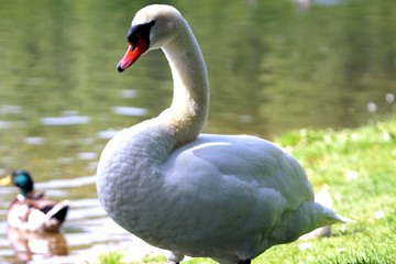 Schwan auf der Wiese,Porträt!