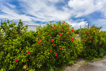 Fototapeta na wymiar 沖縄県離島の風景