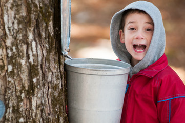 boy looking in a maple sap bucket