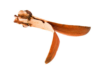 seed of para rubber tree isolated on white background