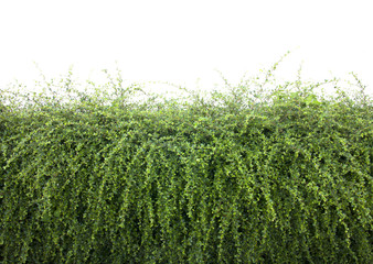 Green bush fence