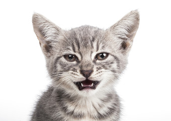 Small gray kitten