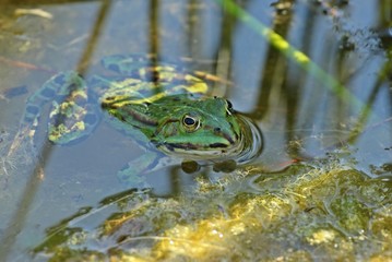 Schwimmender Teichfrosch zwischen Pflanzen 

