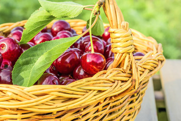 Cherries in a basket in the evening sun