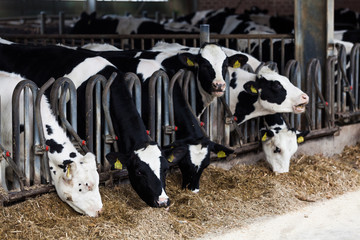 cows in a farm. Dairy cows in a farm