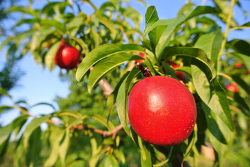 Several ripe red nectarines on the tree in an orchard on a sunny summer afternoon. Concept of organic farming; fresh, natural, healthy, unprocessed fruit.