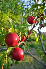 Ripe red nectarines on the tree in an orchard on a sunny summer afternoon. Concept of organic farming; fresh, natural, healthy, unprocessed fruit.