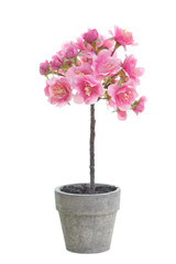 small cherry blossom tree in a pot isolated on a white background