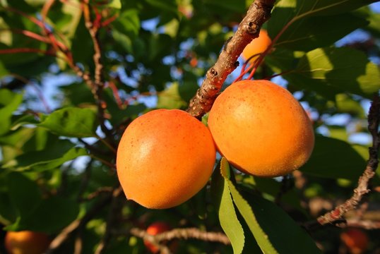 Two ripe orange apricots on the tree in an orchard, on a sunny summer afternoon. Concept of organic farming; fresh, natural, healthy, unprocessed fruit.