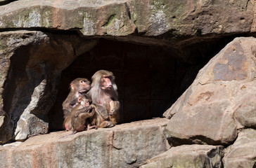 monkey family.  Hamadryas Baboon
