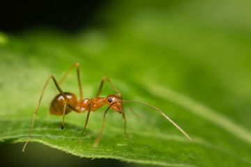 ant on grean leaf, ant background