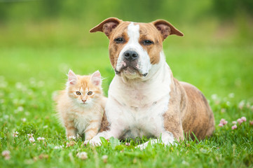 Naklejka premium Little kitten with american staffordshire terrier dog