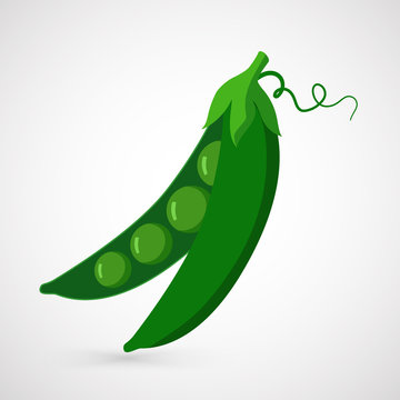 Green Pea. Illustration of fresh green peas pod