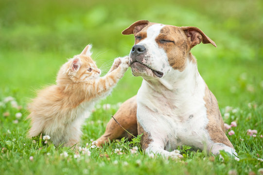 Fototapeta Little kitten playing with american staffordshire terrier dog