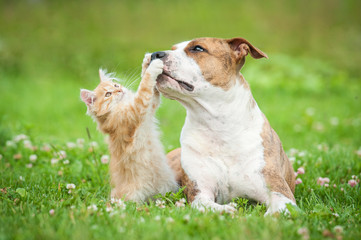 Amerikanischer Staffordshire-Terrier-Hund, der mit kleinem Kätzchen spielt