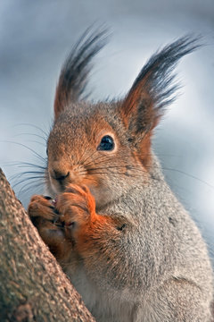 Eurasian red squirrel eating on the tree