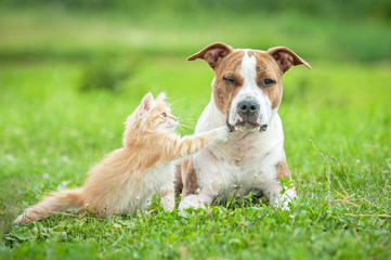 Little kitten playing with american staffordshire terrier dog