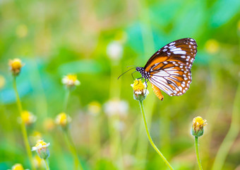 beautiful butterfly on a flower in nature