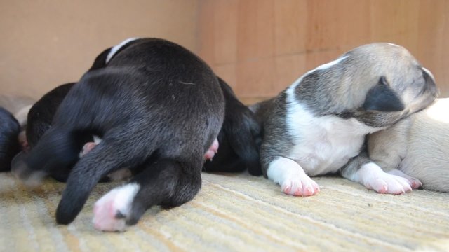 American Staffordshire Terrier Puppy sleeping