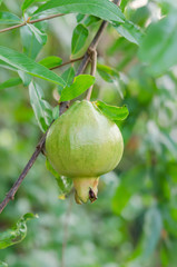 Pomegranate