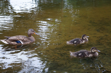 spot-billed duck parent and Children