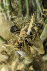 Bamboo