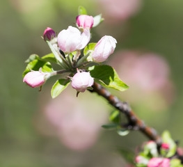 flowers on the fruit tree in nature