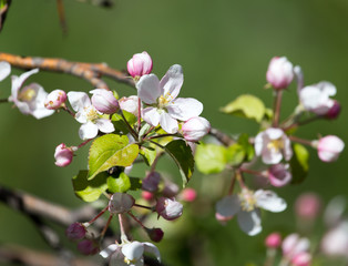 Obraz premium flowers on the fruit tree in nature