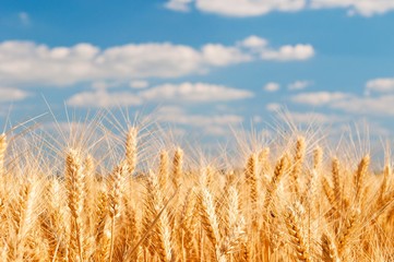 Golden wheat field with blue sky and white clouds in background 