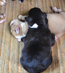 American Staffordshire Terrier Puppy sleeping