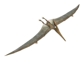 Pteranodon © photosvac