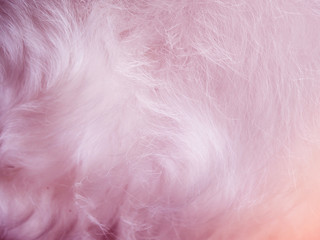 Abstract wool of dog background. beautiful wool made with color filters.