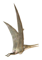 Pteranodon
