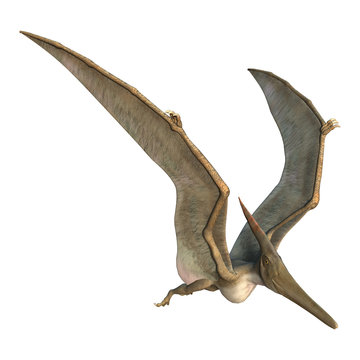 Pterodactyl Images – Browse 15,390 Stock Photos, Vectors, and