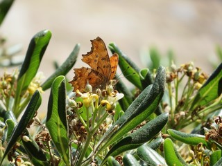 Schmetterling auf der Insel Kreta © emotionpictures