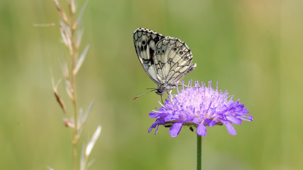 Blüte mit Schmetterling