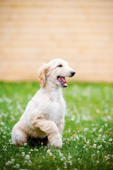 happy afghan hound puppy outdoors in summer