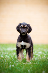 adorable black and tan afghan hound puppy standing on grass