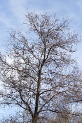 leafless tree branches against the blue sky