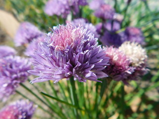 Allium schoenoprasum Chives
