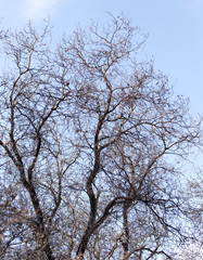 leafless tree branches against the blue sky