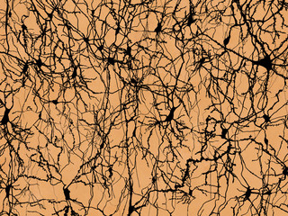 Neuronennetzwerk, im Stil von Ramon y Cajal dargestellt