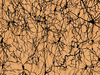 Neuronennetzwerk, im Stil von Ramon y Cajal dargestellt