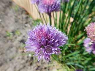 Allium schoenoprasum Chives
