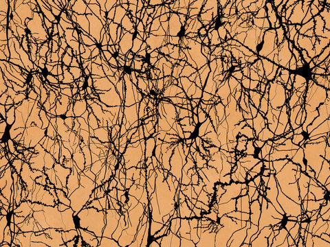 Neuronennetzwerk, im Stil von Ramon y Cajal dargestellt