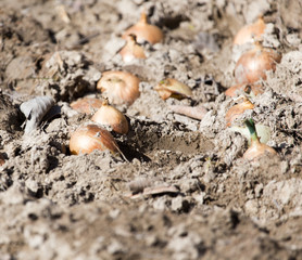 onions on a bed in the garden