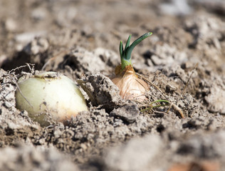 onions on a bed in the garden