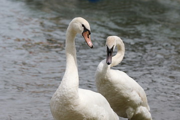 Zwei Schwäne, Alt- und Jungtier
