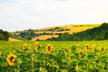 Fields with sunflowers and wheat © Ongala